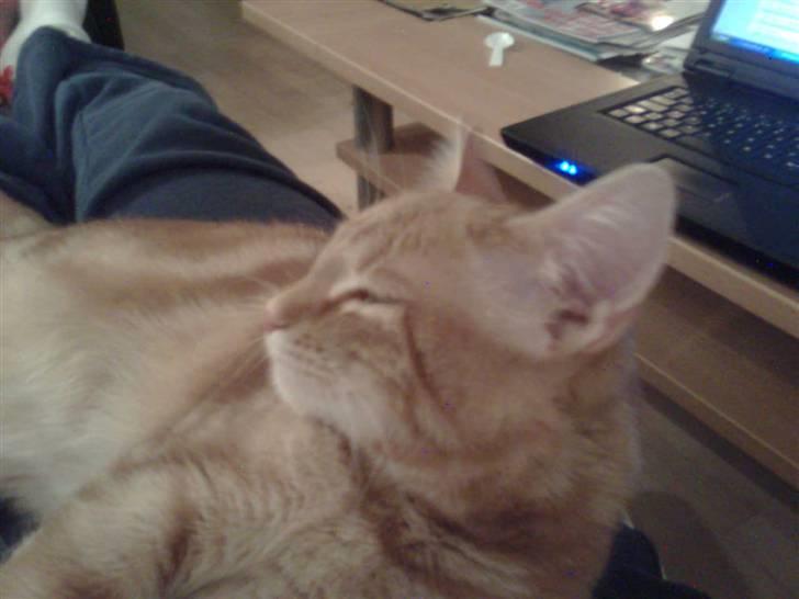 Huskat Nala billede 7