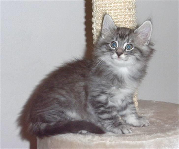 Norsk Skovkat James Greve billede 15