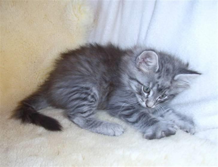 Norsk Skovkat James Greve billede 16