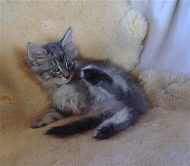 Norsk Skovkat James Greve billede 17