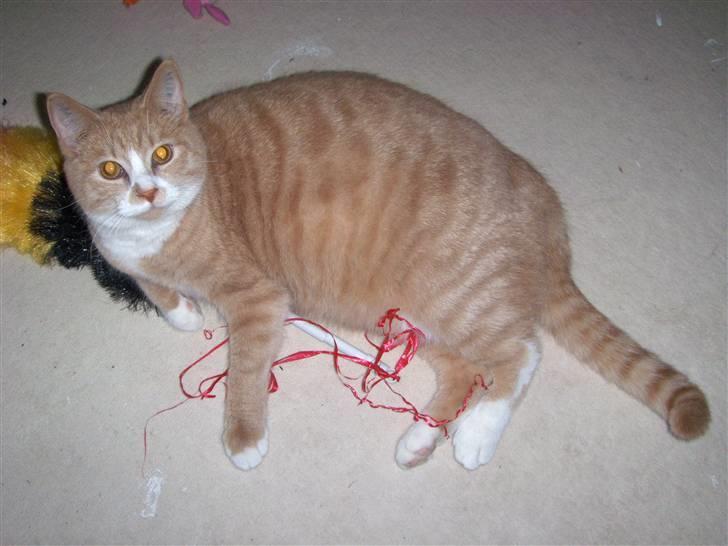 Huskat Bailey - Bedste billed nogensinde :b billede 3