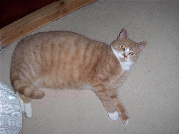 Huskat Bailey billede 2