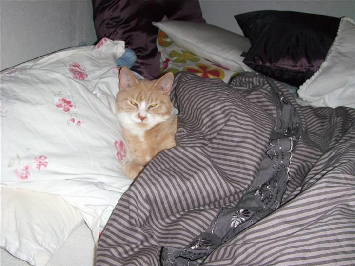 Huskat Bailey billede 1