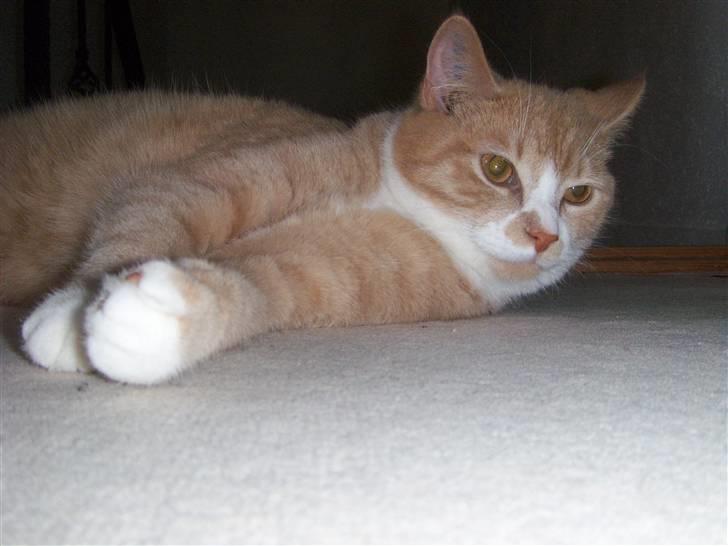 Huskat Bailey billede 7