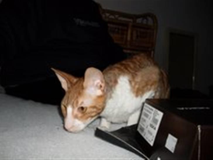 Cornish Rex lillemand/Nico Solgt billede 19