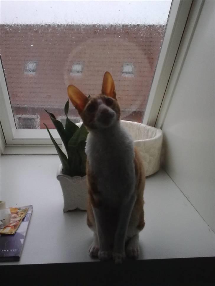 Cornish Rex lillemand/Nico Solgt billede 20