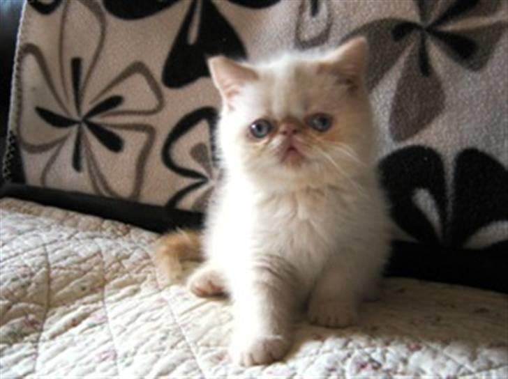 Colorpoint Cha-mamitosu Jasmin billede 1