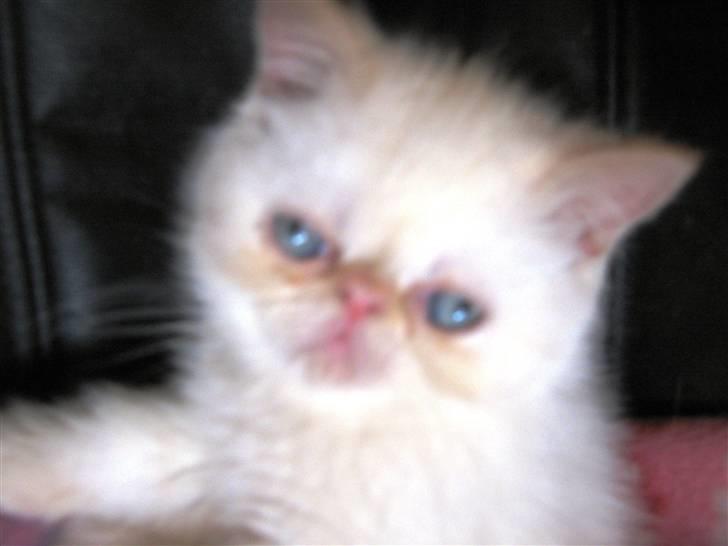 Colorpoint Cha-mamitosu Jasmin billede 2