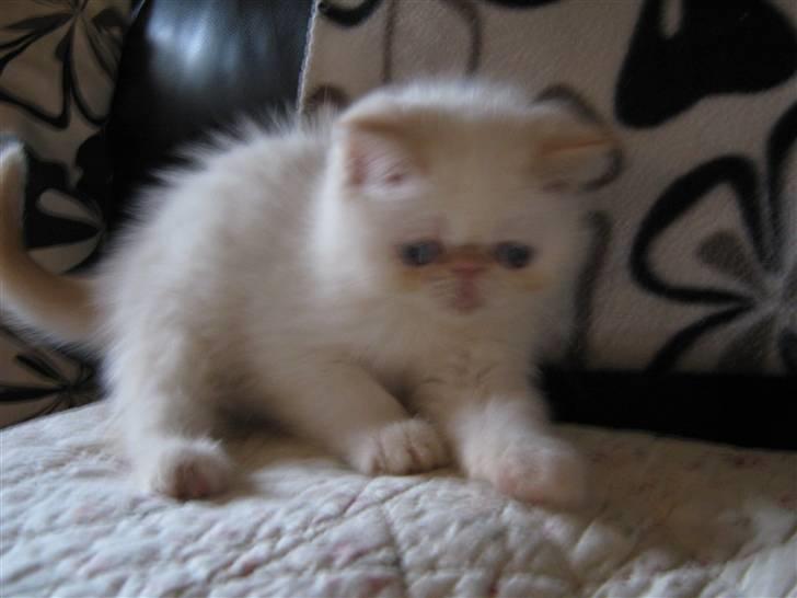 Colorpoint Cha-mamitosu Jasmin billede 3