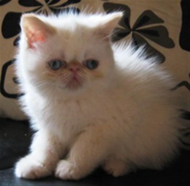 Colorpoint Cha-mamitosu Jasmin billede 4