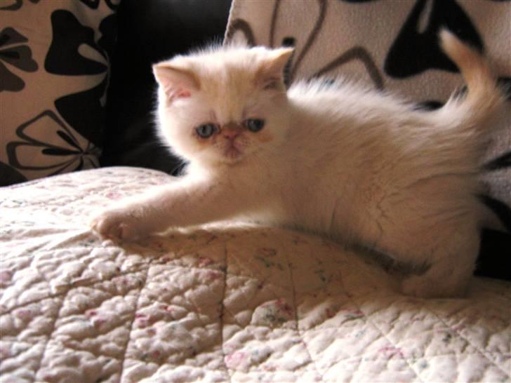 Colorpoint Cha-mamitosu Jasmin billede 5