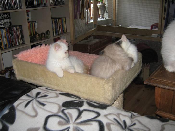 Colorpoint Cha-mamitosu Jasmin billede 6