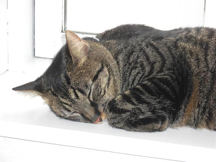 Huskat Mickey - Man kan altid sove billede 2