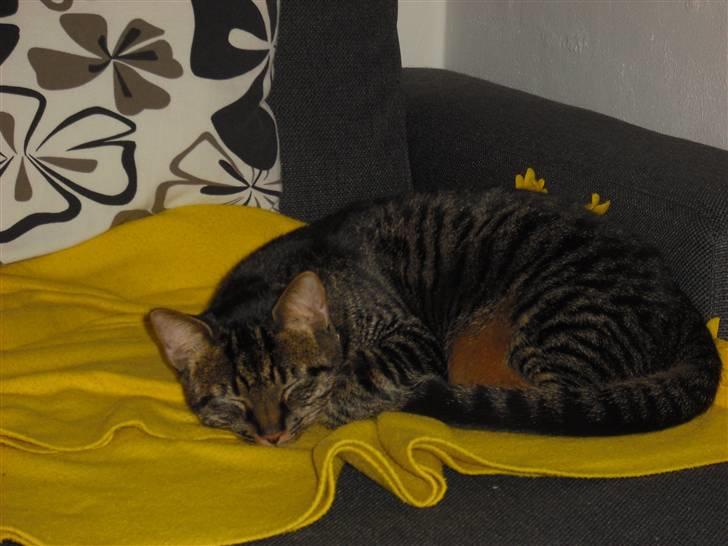 Huskat Mickey billede 3