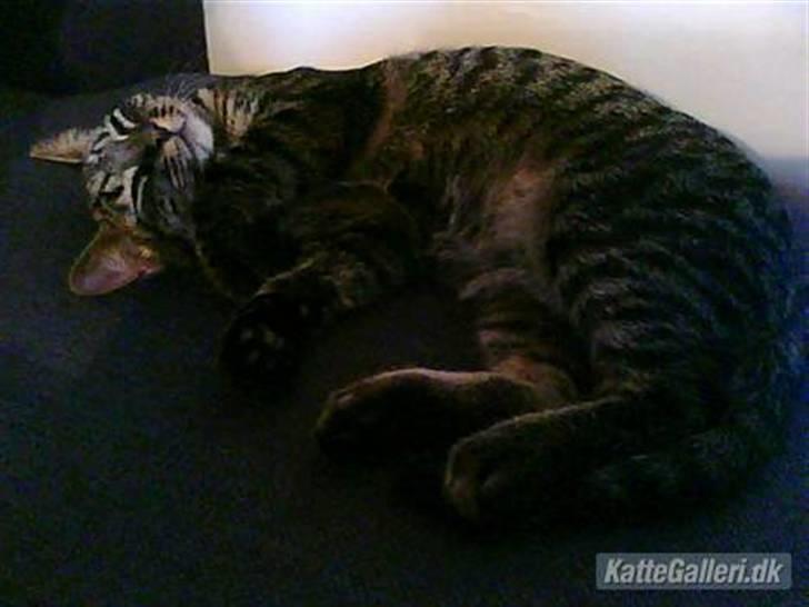 Huskat Mickey billede 4