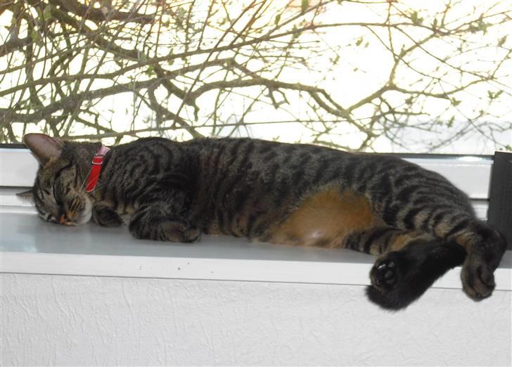 Huskat Mickey - Træt bliver man altså efter at have kigget efter biler hele dagen. billede 5