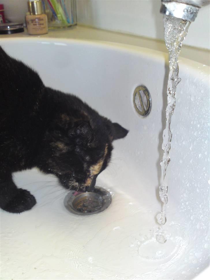 Huskat lilli billede 8