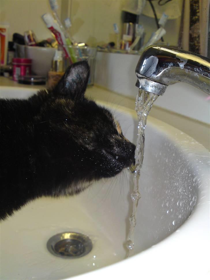 Huskat lilli billede 9