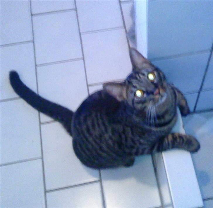 Huskat Mickey billede 7