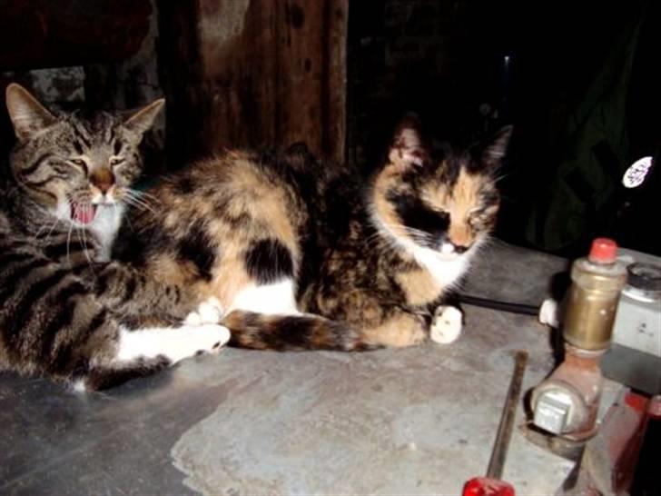 Blanding af racer Muddi  *R.I.P.* - Muddi, og Tiger, andet sidste billede jeg har af Tiger :´( billede 10