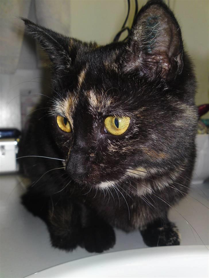 Huskat lilli billede 10