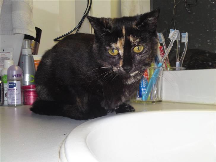 Huskat lilli billede 11