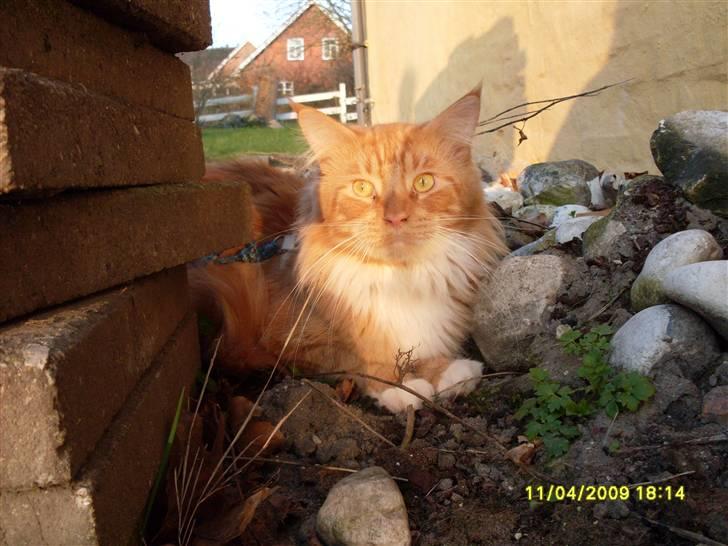 Maine Coon Tarzan billede 1