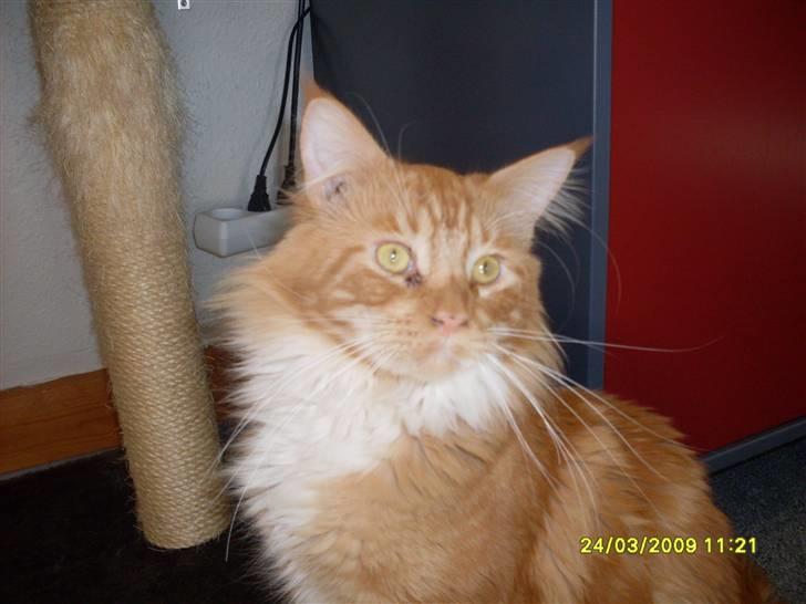 Maine Coon Tarzan billede 2