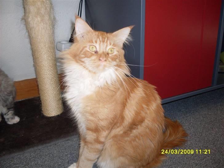 Maine Coon Tarzan billede 3