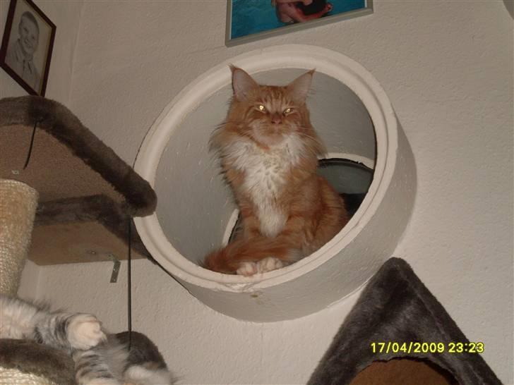 Maine Coon Tarzan billede 4