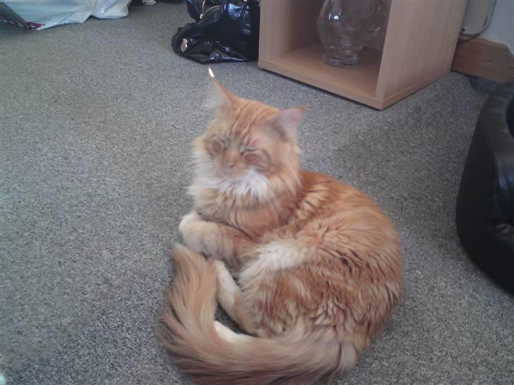 Maine Coon Tarzan billede 5