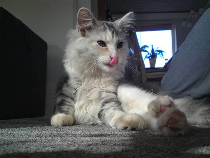 Maine Coon Daisy billede 1