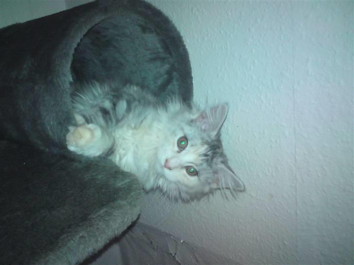 Maine Coon Daisy billede 2