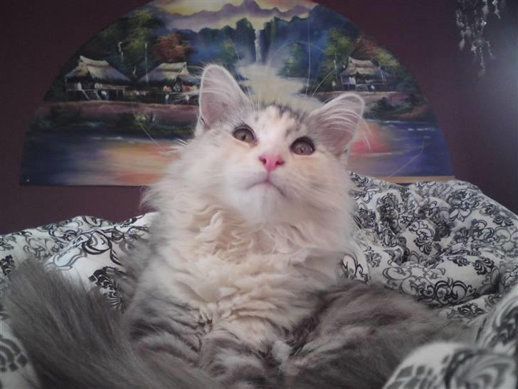 Maine Coon Daisy billede 3