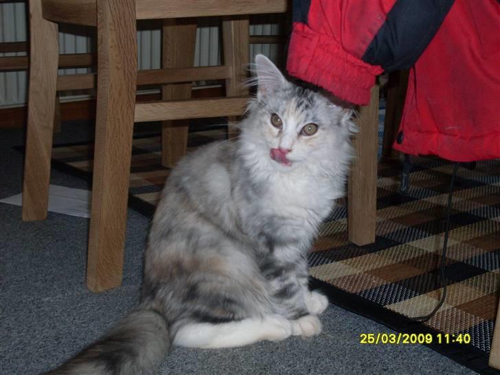 Maine Coon Daisy billede 4