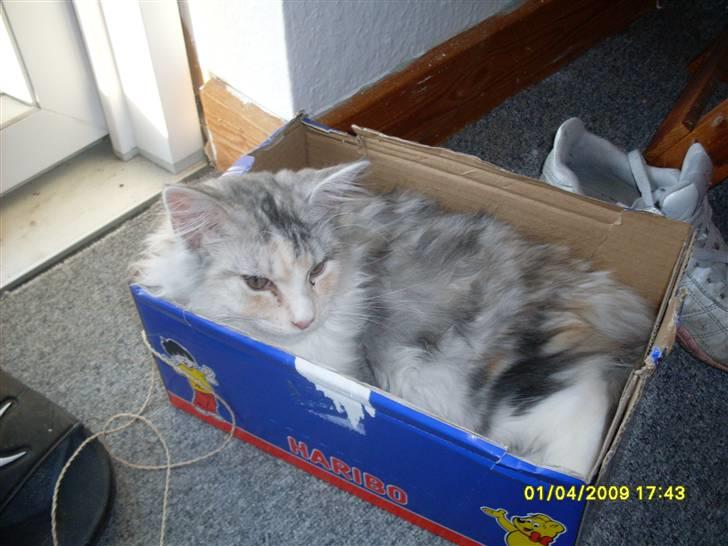 Maine Coon Daisy billede 5