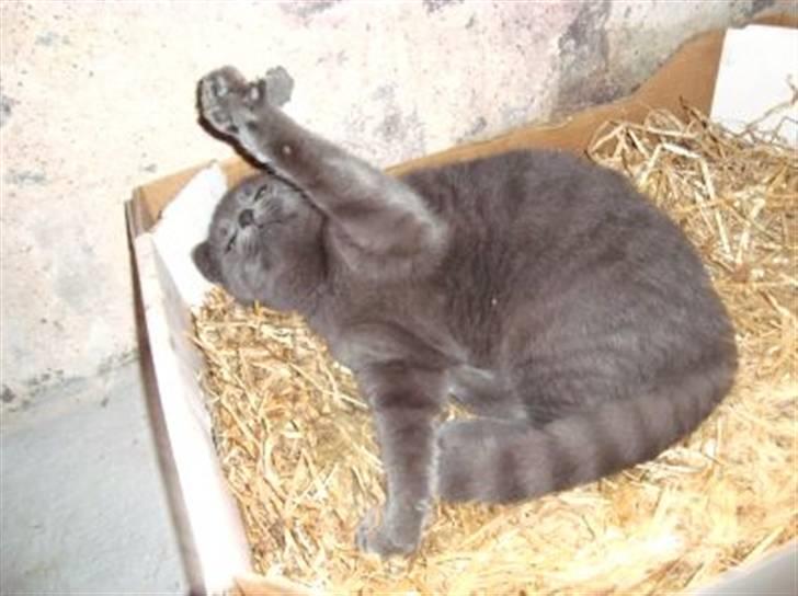 Blanding af racer Snoopy *RIP* billede 12