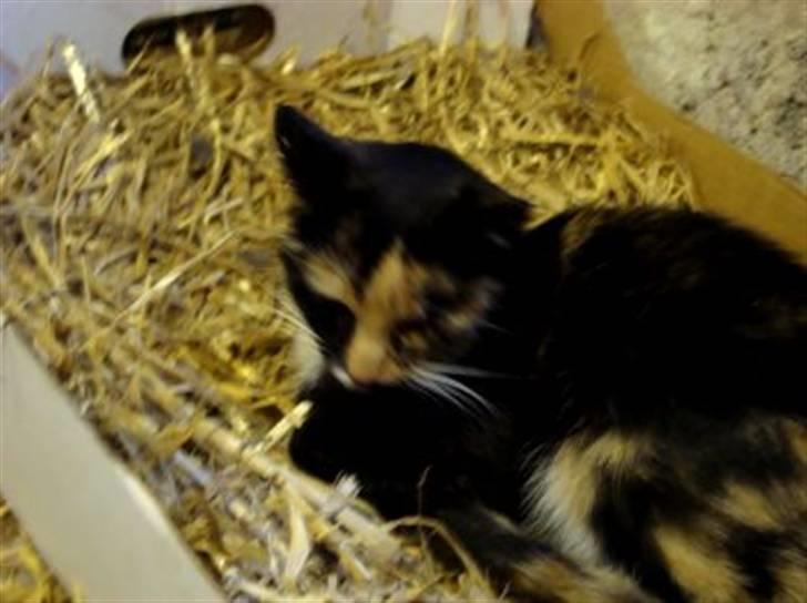 Blanding af racer Muddi  *R.I.P.* billede 11