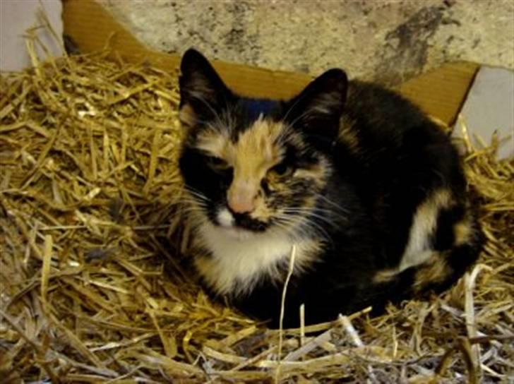 Blanding af racer Muddi  *R.I.P.* billede 12