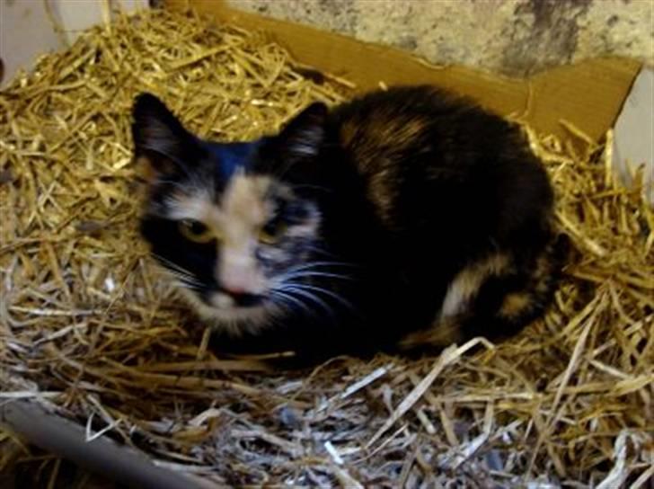 Blanding af racer Muddi  *R.I.P.* billede 13