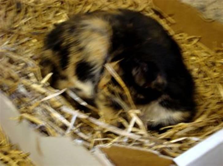 Blanding af racer Muddi  *R.I.P.* billede 14