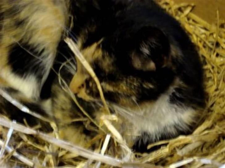 Blanding af racer Muddi  *R.I.P.* billede 15