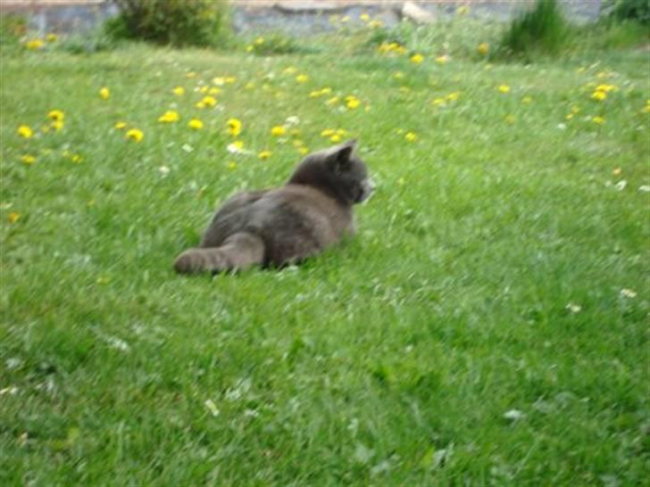 Blanding af racer Snoopy *RIP* billede 13