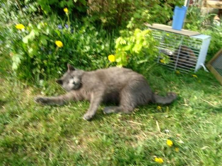 Blanding af racer Snoopy *RIP* billede 14