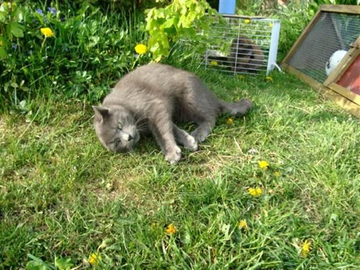 Blanding af racer Snoopy *RIP* billede 15