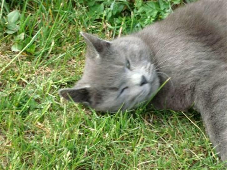 Blanding af racer Snoopy *RIP* billede 16