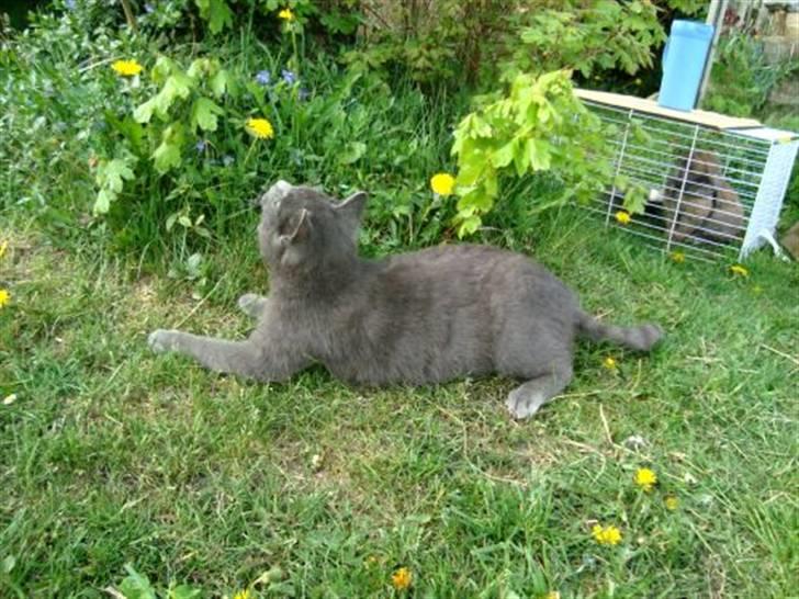 Blanding af racer Snoopy *RIP* billede 17