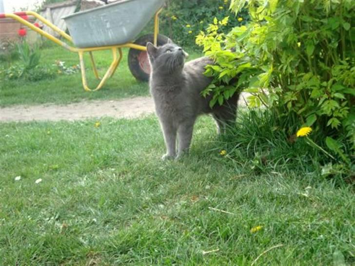 Blanding af racer Snoopy *RIP* billede 18