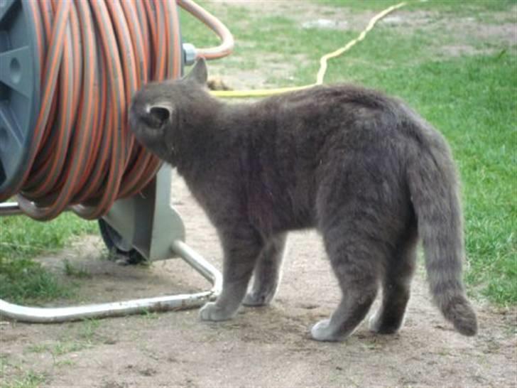 Blanding af racer Snoopy *RIP* billede 19