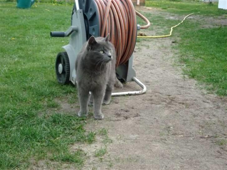 Blanding af racer Snoopy *RIP* billede 20